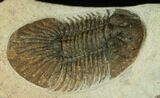 Bumpy Platyscutellum Trilobite With Axial Spines #17187-1